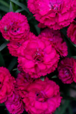 Goździk „Paddock Violet” - Dianthus Paddock Violet