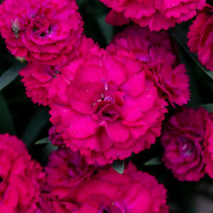 Goździk „Paddock Violet” - Dianthus Paddock Violet
