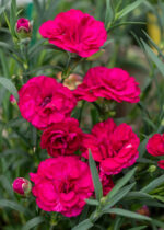 Goździk „Paddock Violet” - Dianthus Paddock Violet - Image 2