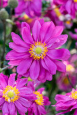 Zawilec mieszańcowy "Pamina" - Anemone hybrida Pamina