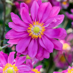 Zawilec mieszańcowy "Pamina" - Anemone hybrida Pamina