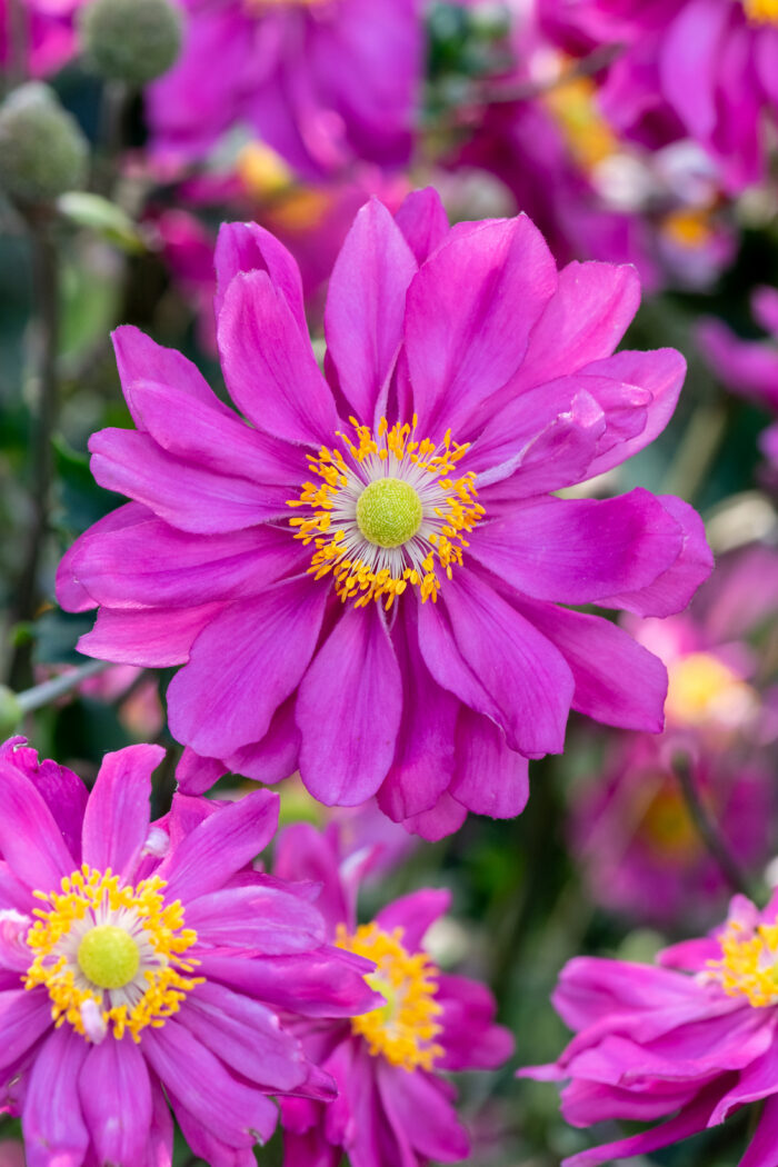 Zawilec mieszańcowy "Pamina" - Anemone hybrida Pamina - Image 1