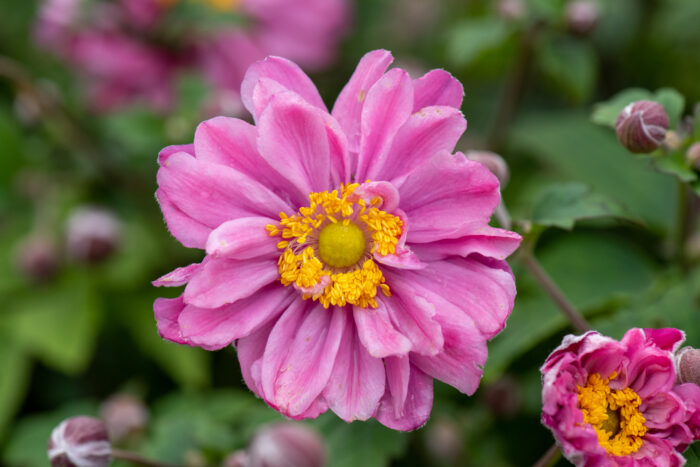Zawilec mieszańcowy "Pamina" - Anemone hybrida Pamina - Image 6