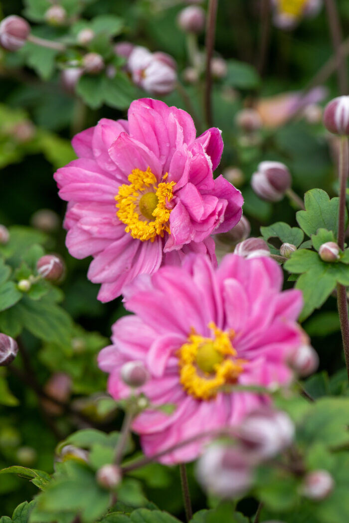 Zawilec mieszańcowy "Pamina" - Anemone hybrida Pamina - Image 5