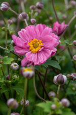 Zawilec mieszańcowy "Pamina" - Anemone hybrida Pamina - Image 4