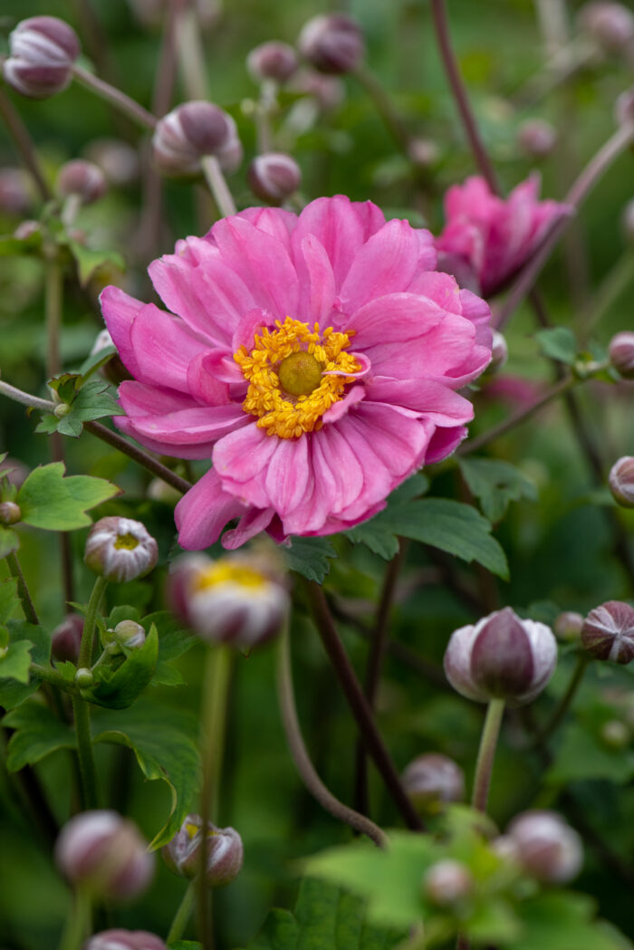 Zawilec mieszańcowy "Pamina" - Anemone hybrida Pamina - Image 4
