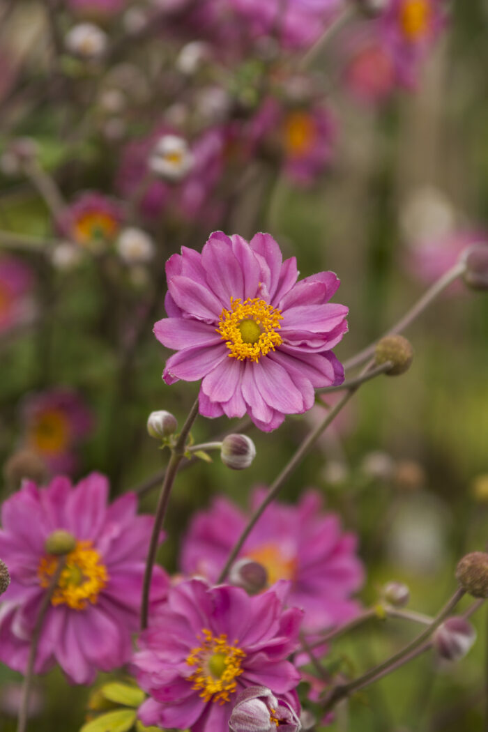 Zawilec mieszańcowy "Pamina" - Anemone hybrida Pamina - Image 2
