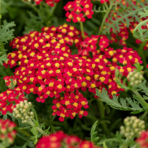 Krwawnik pospolity „Paprika” - Achillea millefolium Paprika