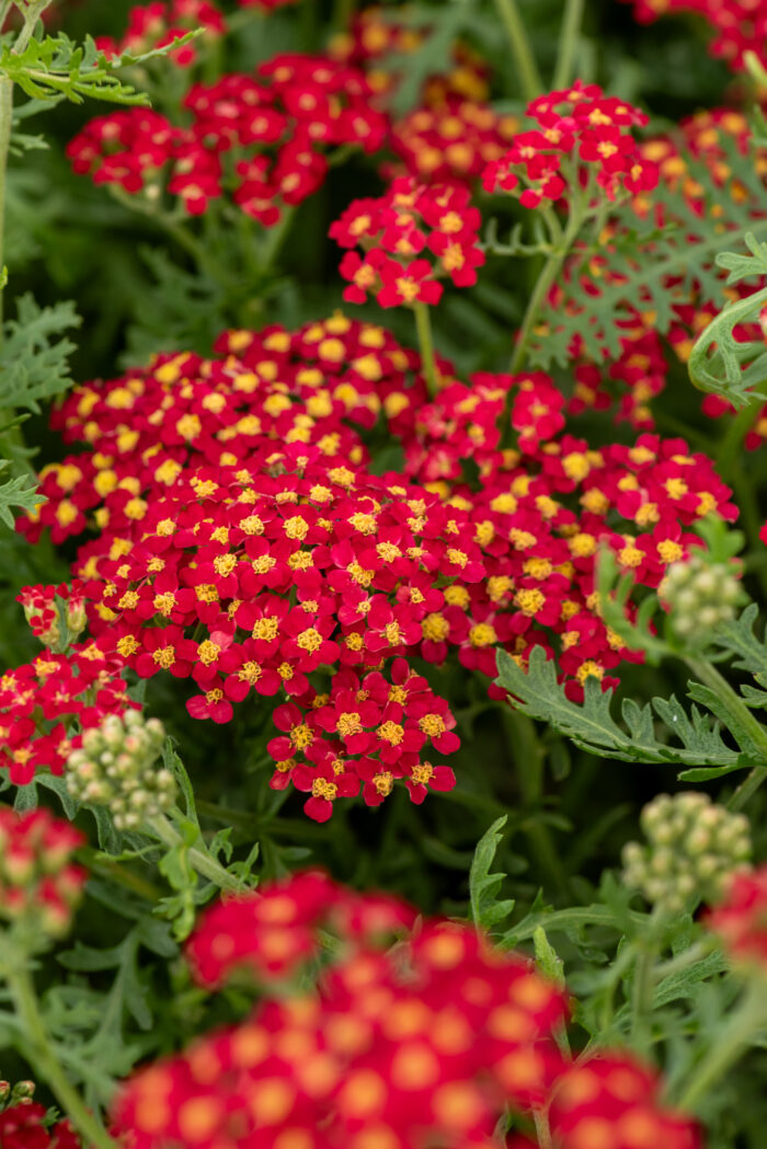 Krwawnik pospolity „Paprika” - Achillea millefolium Paprika - Image 1