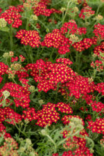 Krwawnik pospolity „Paprika” - Achillea millefolium Paprika - Image 4