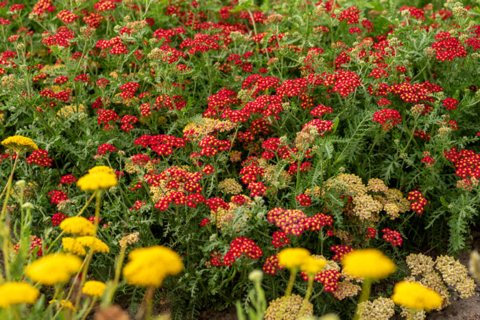 Krwawnik pospolity „Paprika” - Achillea millefolium Paprika - Image 2