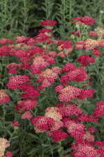 Krwawnik pospolity „Paprika” - Achillea millefolium Paprika - Image 3