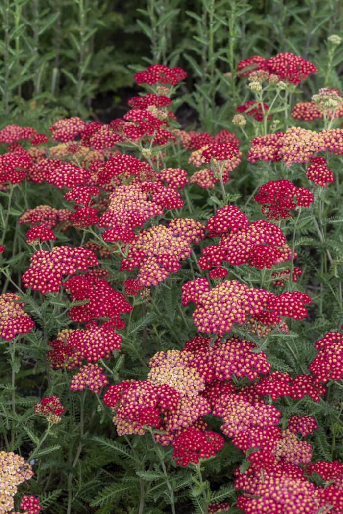 Krwawnik pospolity „Paprika” - Achillea millefolium Paprika - Image 3