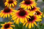 Jeżówka „Parrot” - Echinacea purpurea Parrot