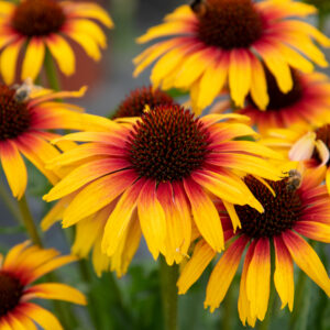 Jeżówka „Parrot” - Echinacea purpurea Parrot