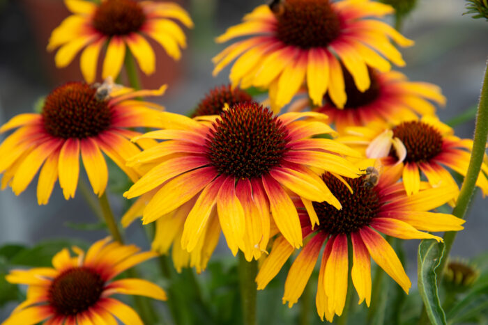 Jeżówka „Parrot” - Echinacea purpurea Parrot - Image 1
