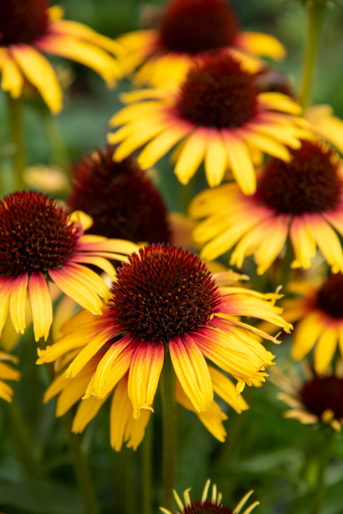 Jeżówka „Parrot” - Echinacea purpurea Parrot - Image 8