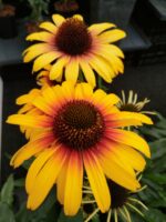 Jeżówka „Parrot” - Echinacea purpurea Parrot - Image 2