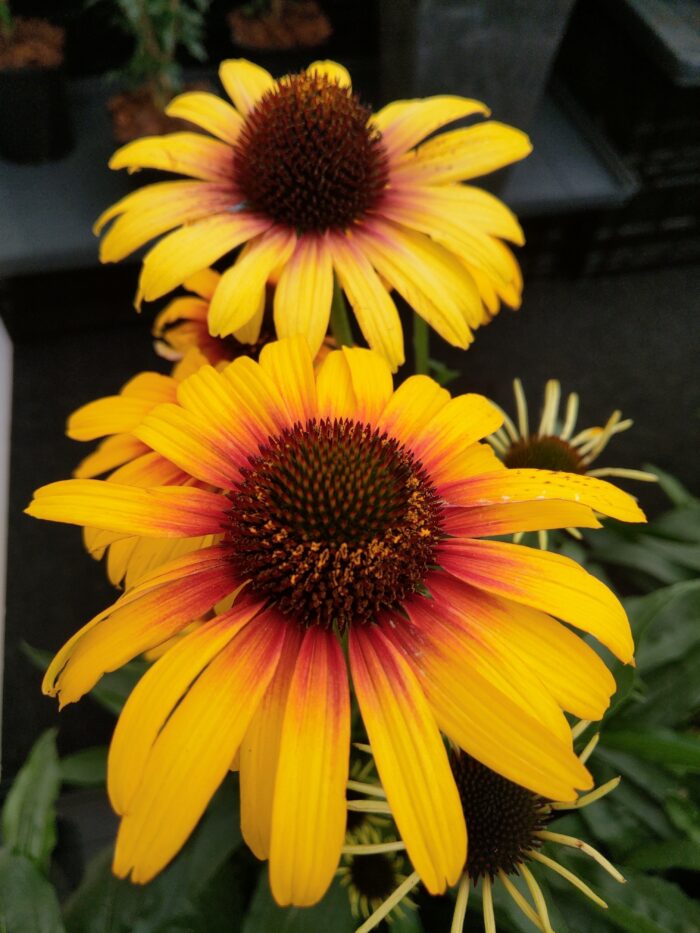 Jeżówka „Parrot” - Echinacea purpurea Parrot - Image 2