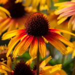 Jeżówka „Parrot” - Echinacea purpurea Parrot - Image 7