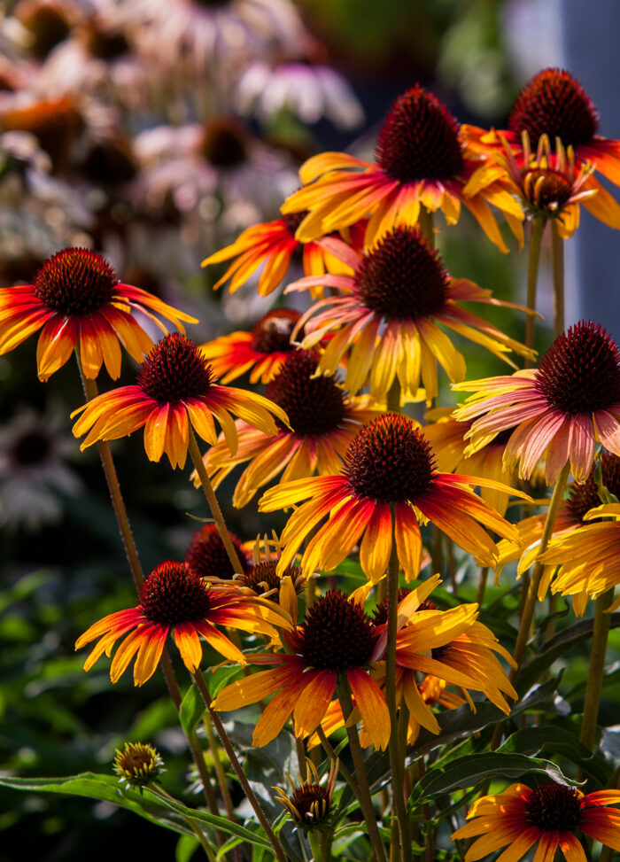 Jeżówka „Parrot” - Echinacea purpurea Parrot - Image 5