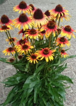 Jeżówka „Parrot” - Echinacea purpurea Parrot - Image 6