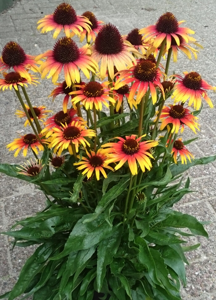 Jeżówka „Parrot” - Echinacea purpurea Parrot - Image 6