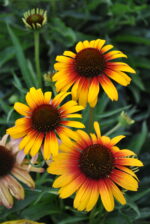 Jeżówka „Parrot” - Echinacea purpurea Parrot - Image 3