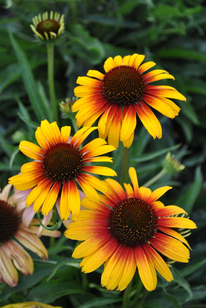 Jeżówka „Parrot” - Echinacea purpurea Parrot - Image 3