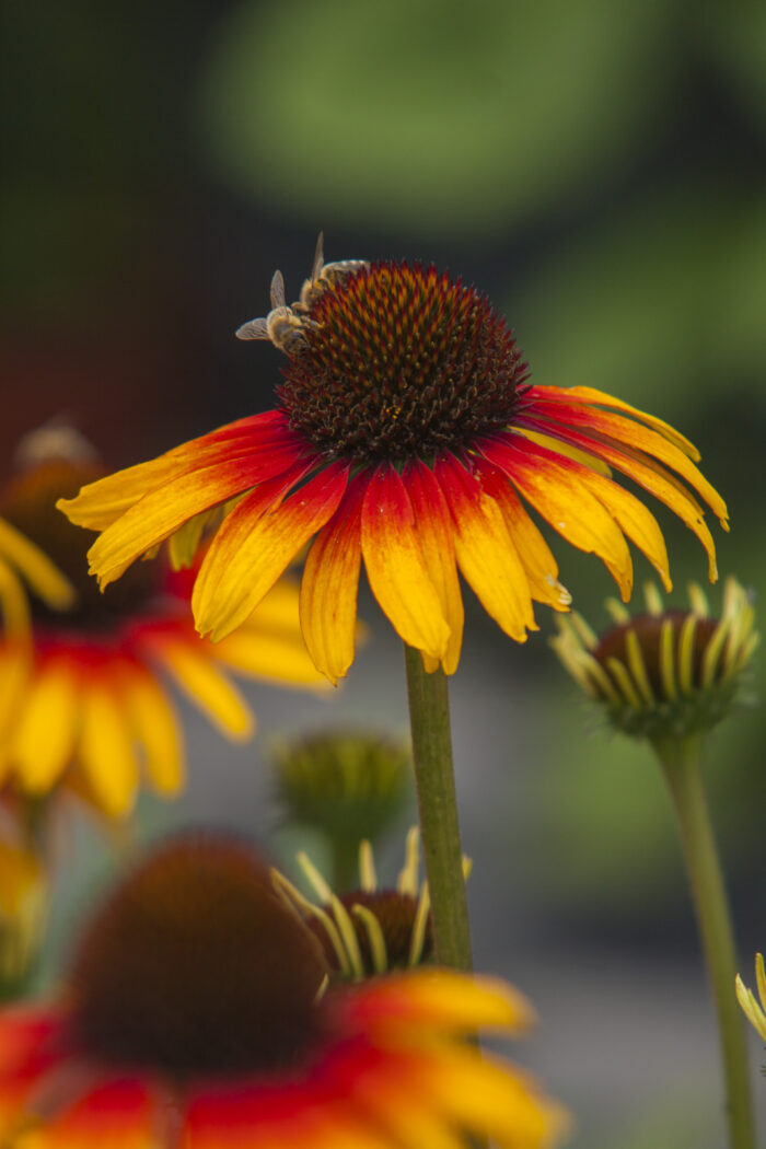 Jeżówka „Parrot” - Echinacea purpurea Parrot - Image 4