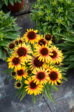 Jeżówka „Parrot” - Echinacea purpurea Parrot - Image 10