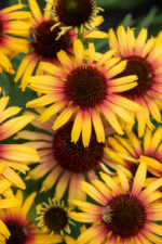 Jeżówka „Parrot” - Echinacea purpurea Parrot - Image 9