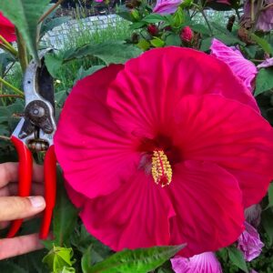 Ketmia bagienna „Pink Dragon” - Hibiscus moscheutos Pink Dragon