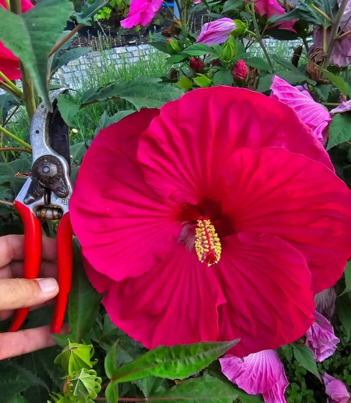 Ketmia bagienna „Pink Dragon” - Hibiscus moscheutos Pink Dragon - Image 1