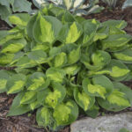 Funkia „Pocketful of Sunshine” - Hosta sieboldiana Pocketful of Sunshine