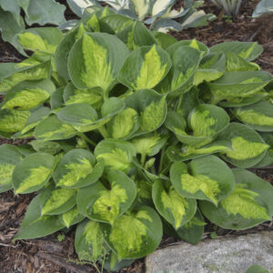 Funkia „Pocketful of Sunshine” - Hosta sieboldiana Pocketful of Sunshine