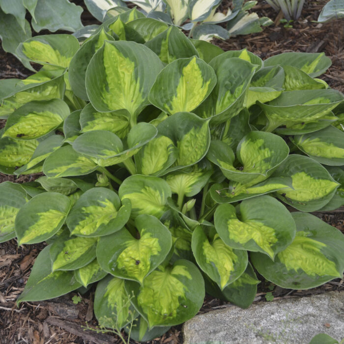pocketful-of-sunshine_hosta_73892_1 Funkia „Pocketful of Sunshine” - Hosta sieboldiana Pocketful of Sunshine - Image 1