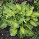 Funkia „Pocketful of Sunshine” - Hosta sieboldiana Pocketful of Sunshine - Image 2