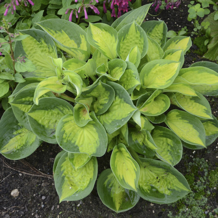 Funkia „Pocketful of Sunshine” - Hosta sieboldiana Pocketful of Sunshine - Image 2