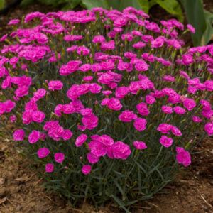 Goździk postrzępiony „Pretty Becky” - Dianthus plumarius Pretty Becky