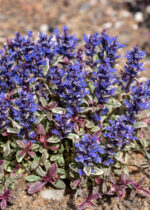 Dąbrówka rozłogowa „Princess Nadia” - Ajuga tenorii Princess Nadia