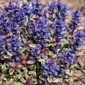 Dąbrówka rozłogowa „Princess Nadia” - Ajuga tenorii Princess Nadia