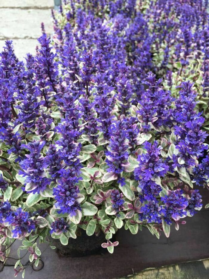 Dąbrówka rozłogowa „Princess Nadia” - Ajuga tenorii Princess Nadia - Image 2