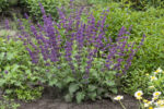 Szałwia okręgowa „Purple Rain” - Salvia verticillata Purple Rain - Image 2