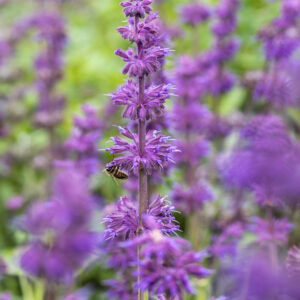 Szałwia okręgowa „Purple Rain” - Salvia verticillata Purple Rain