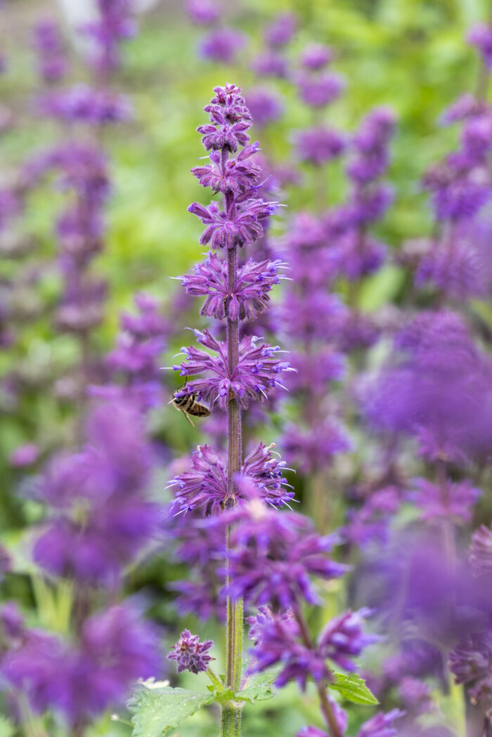 Szałwia okręgowa „Purple Rain” - Salvia verticillata Purple Rain - Image 1