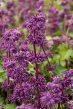 Szałwia okręgowa „Purple Rain” - Salvia verticillata Purple Rain - Image 5