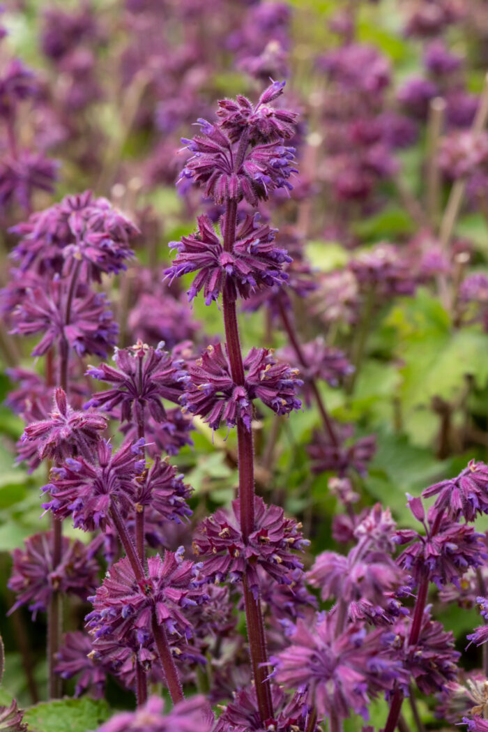 Szałwia okręgowa „Purple Rain” - Salvia verticillata Purple Rain - Image 5