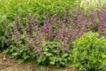 Szałwia okręgowa „Purple Rain” - Salvia verticillata Purple Rain - Image 4