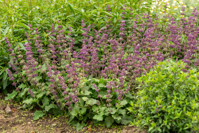 Szałwia okręgowa „Purple Rain” - Salvia verticillata Purple Rain - Image 4